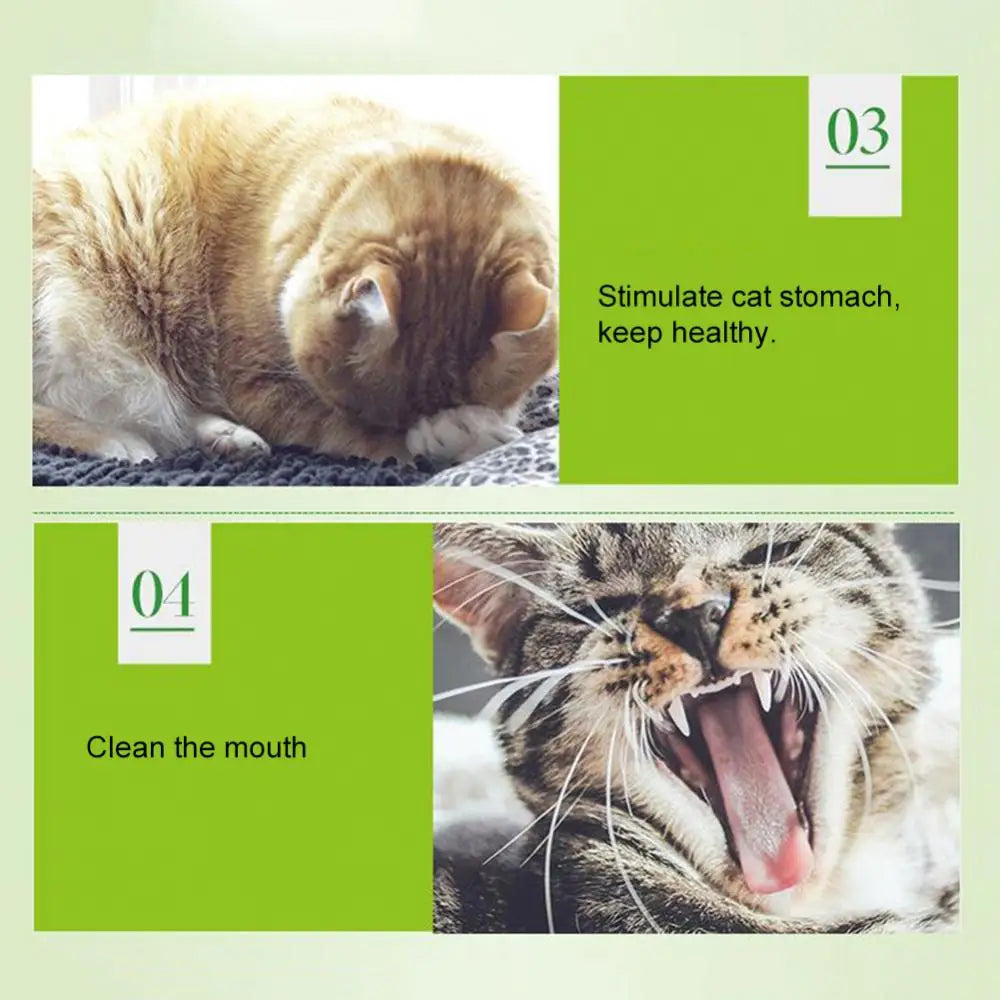 5g/Pack Cat Mint Powder Natural Catnip Pet Kitten Mouth Cleaning Flavor Treats