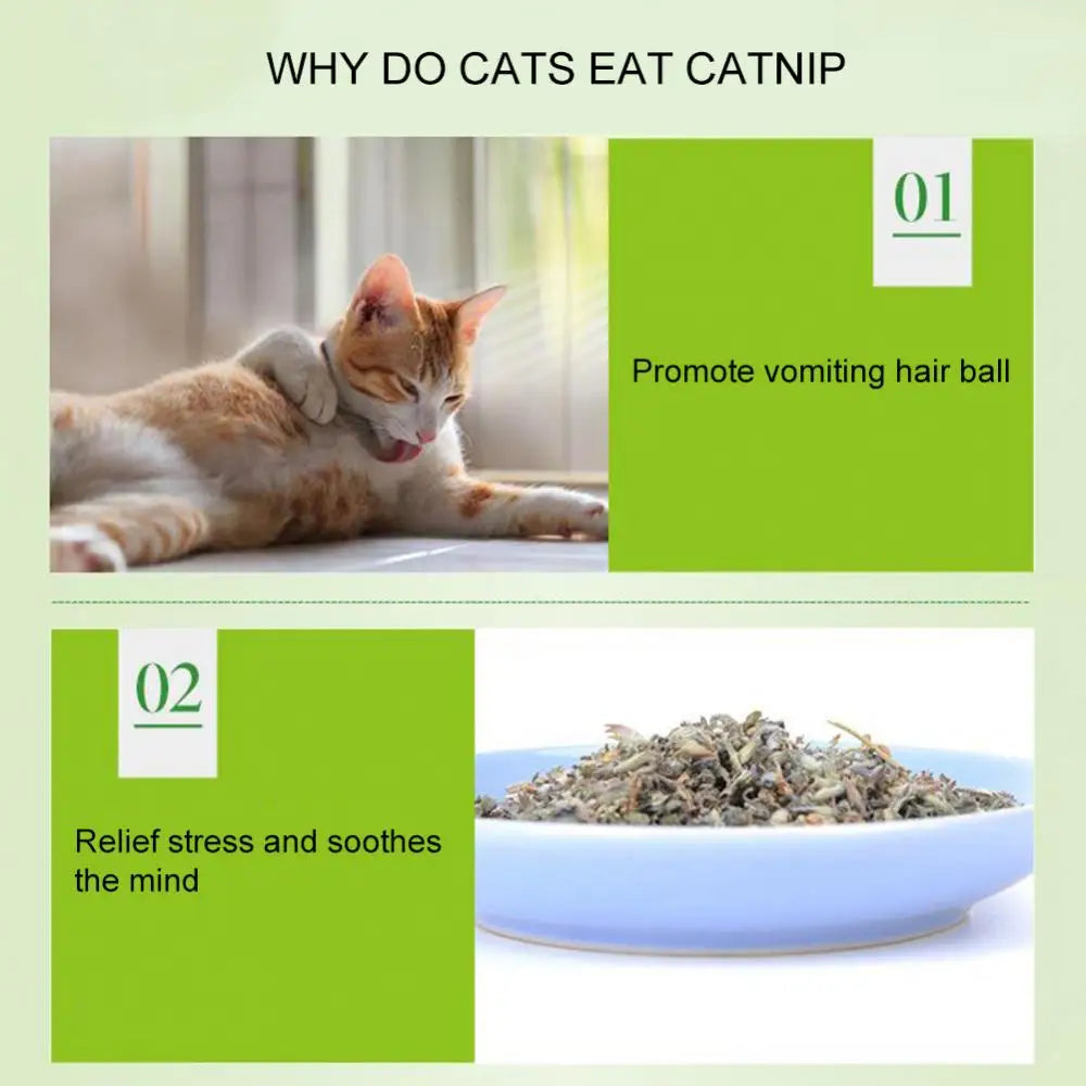 5g/Pack Cat Mint Powder Natural Catnip Pet Kitten Mouth Cleaning Flavor Treats